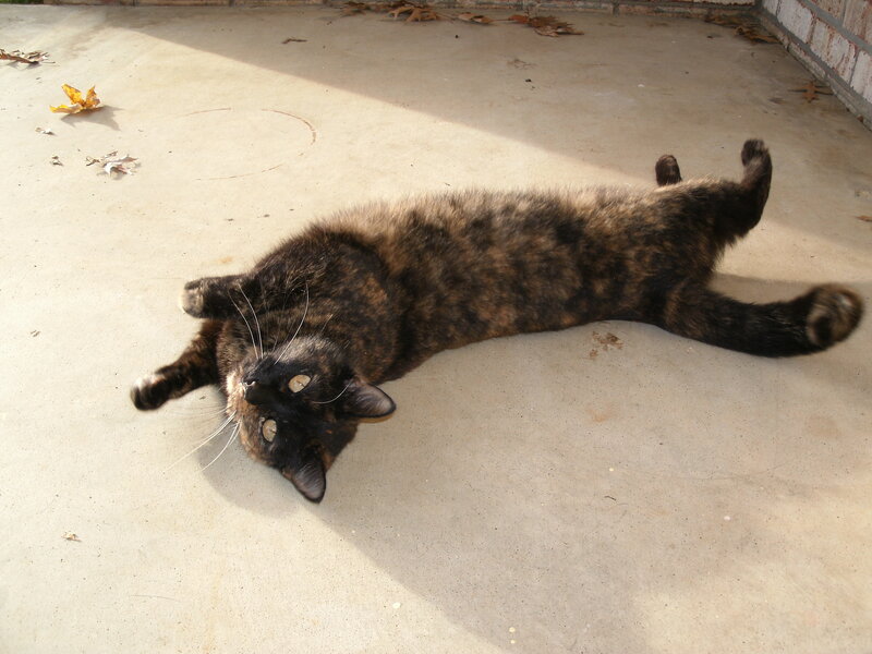Tortoiseshell Cat Lying — Brown