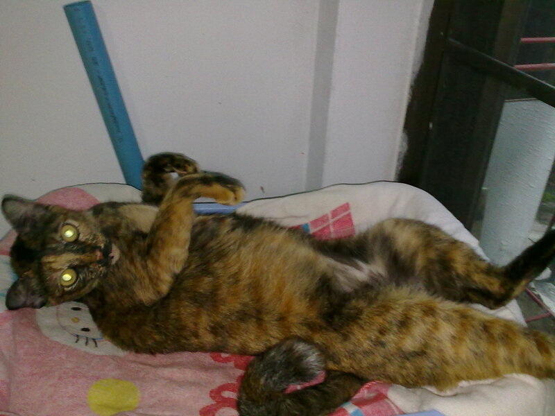 Tortoiseshell Cat Lying