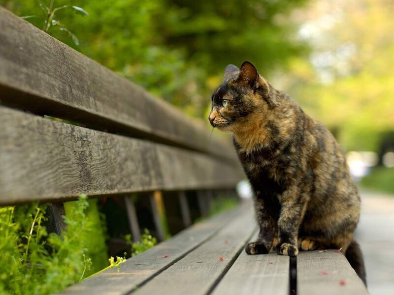 Tortoiseshell Cat on Bench