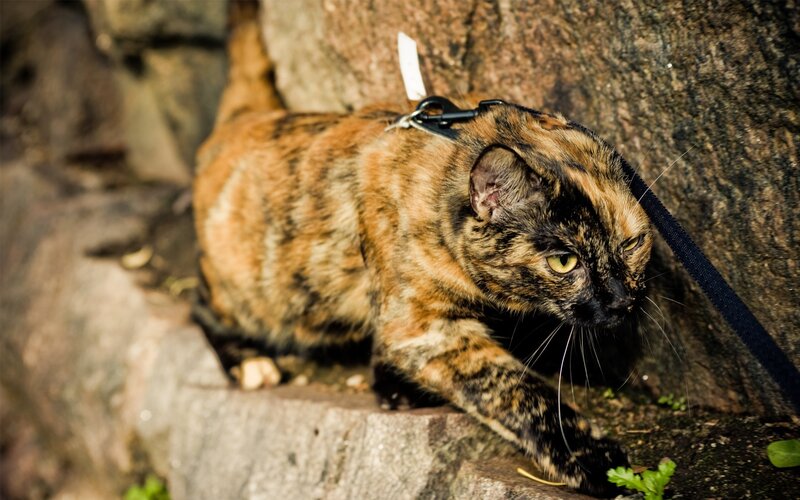 tortoiseshell cat on leash