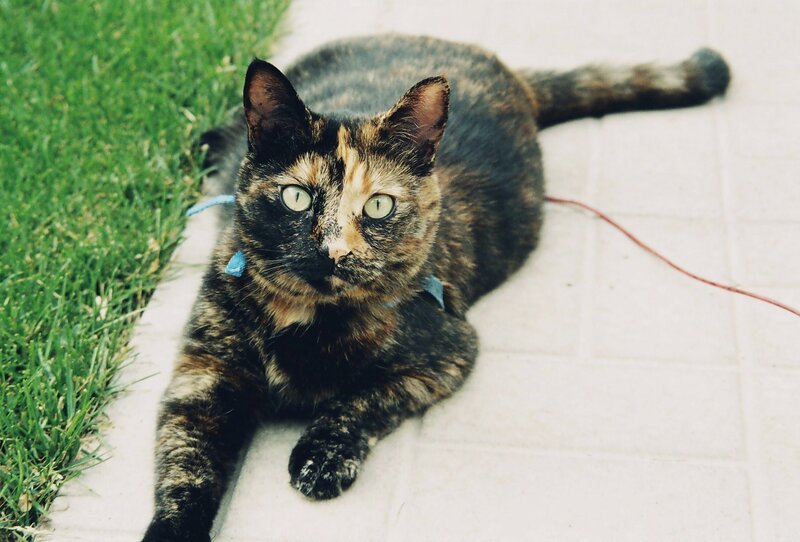 tortoiseshell cat on patio