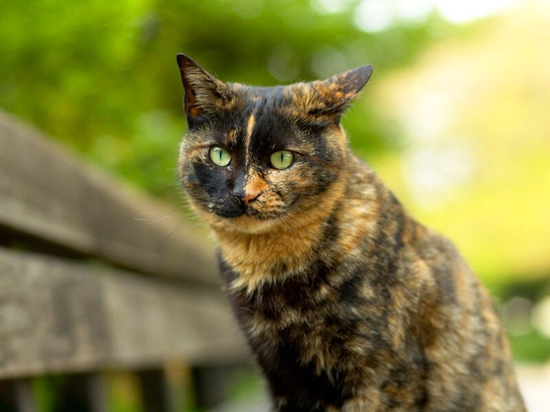 tortoiseshell cat outdoors