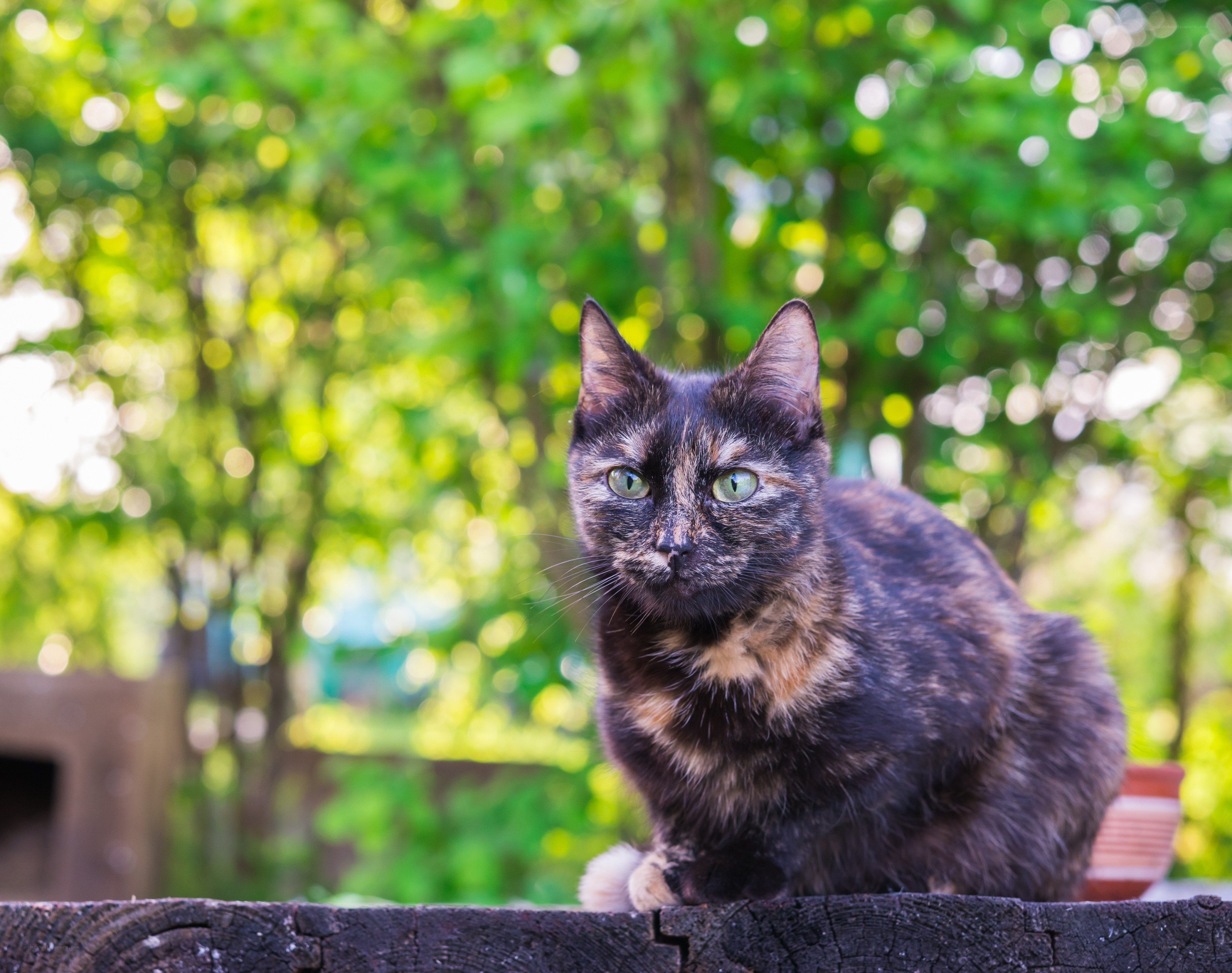 tortoiseshell cat outdoors