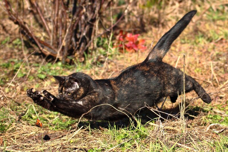 Tortoiseshell Cat Playing