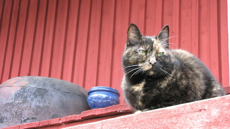 Tortoiseshell Cat — Red