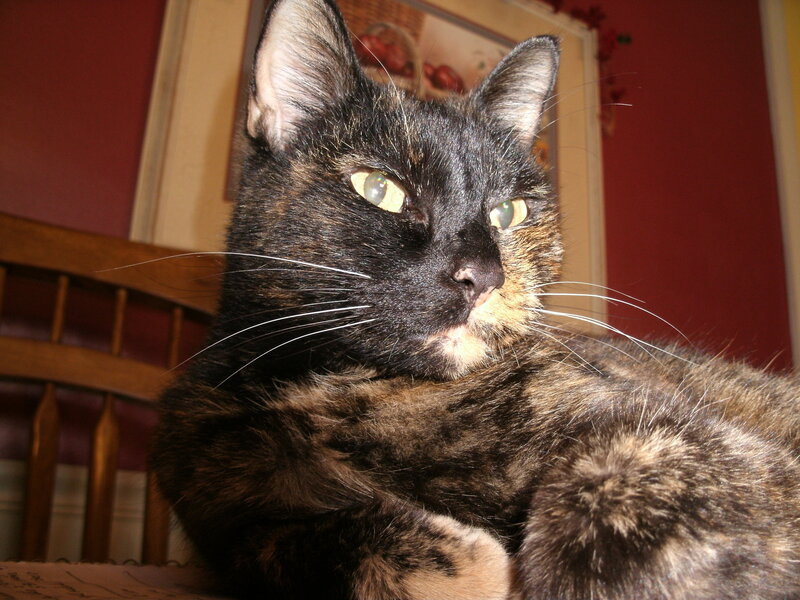 tortoiseshell cat resting