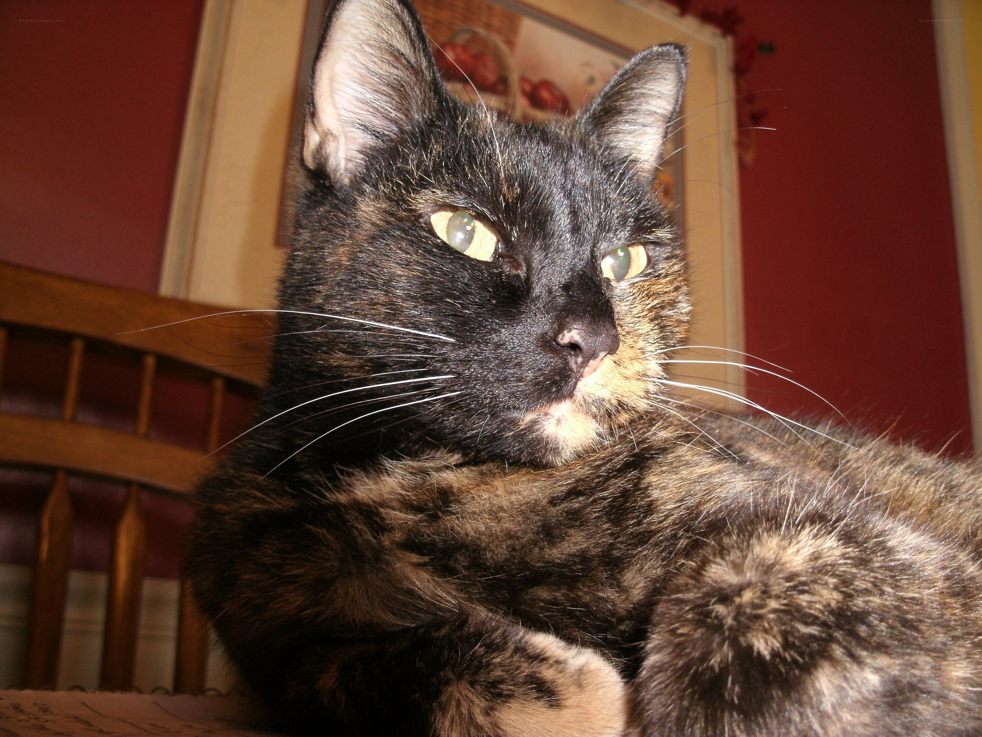 tortoiseshell cat resting