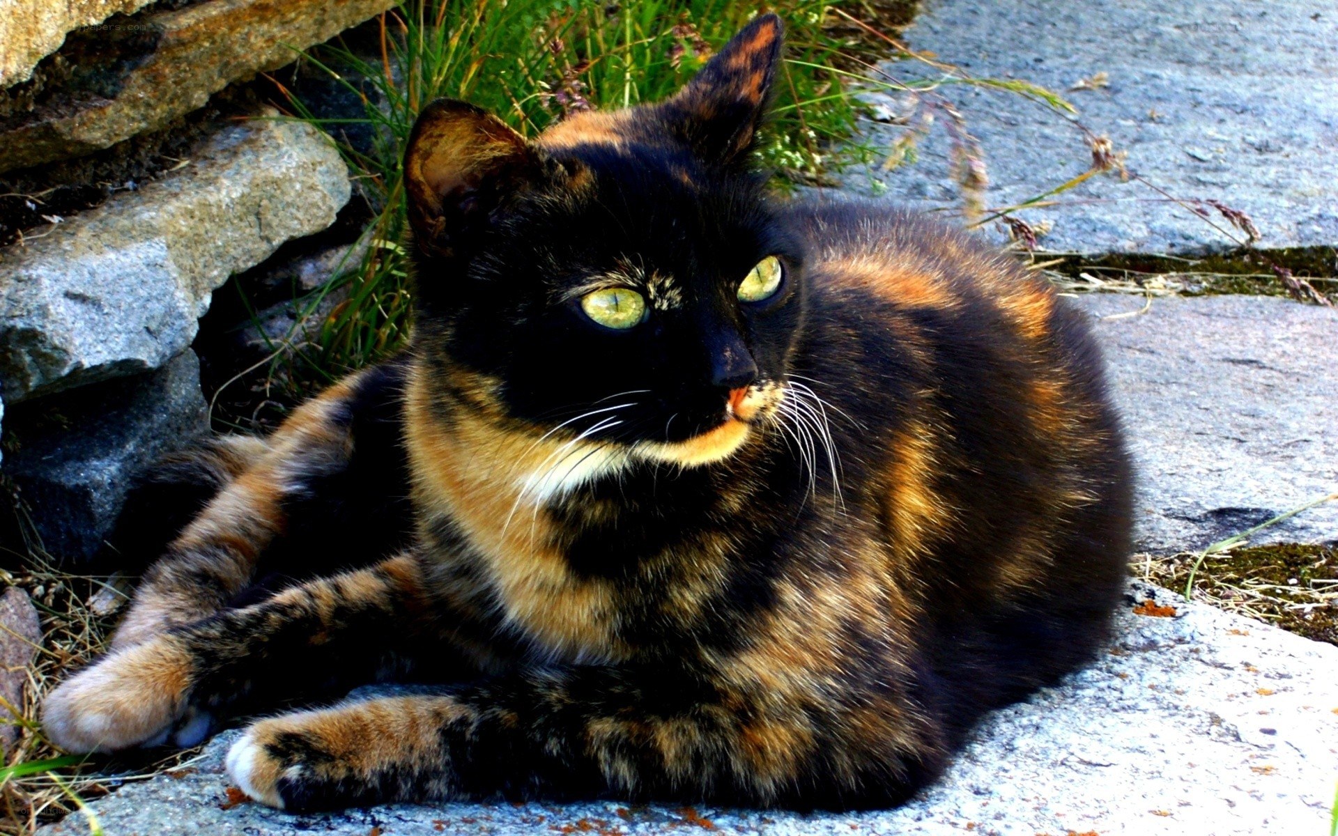 tortoiseshell cat resting