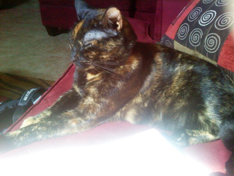 tortoiseshell cat resting