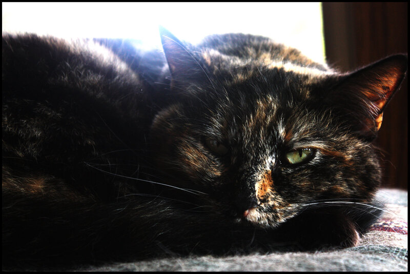 Tortoiseshell Cat Resting — Black