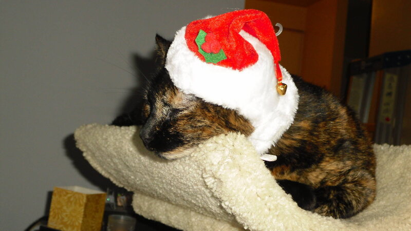 Tortoiseshell Cat Sleeping