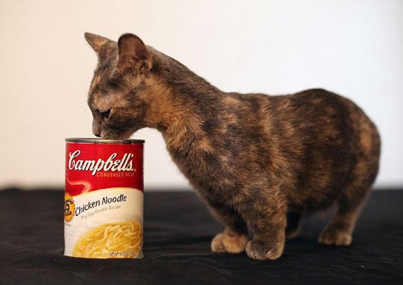 Tortoiseshell Cat Sniffing Can
