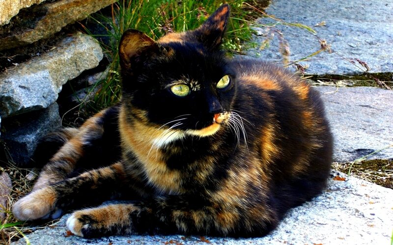 Tortoiseshell Cat
