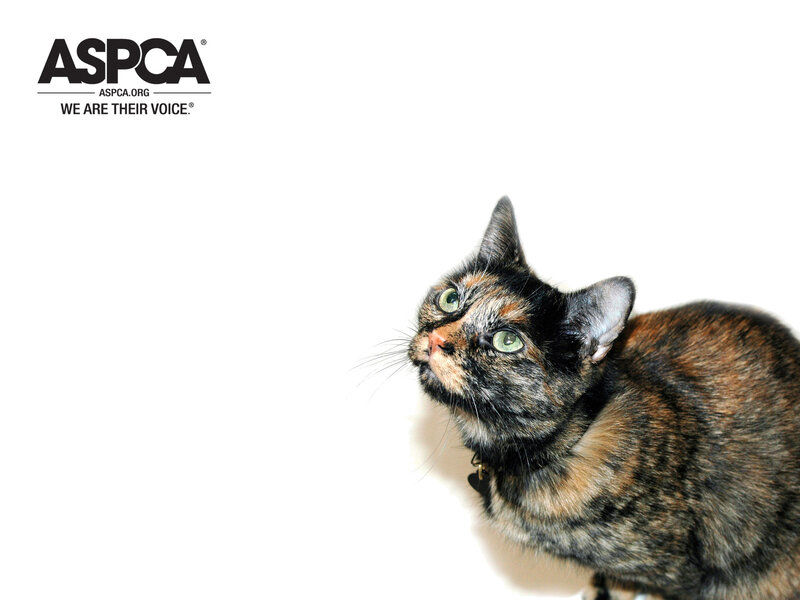 Tortoiseshell cat with ASPCA logo