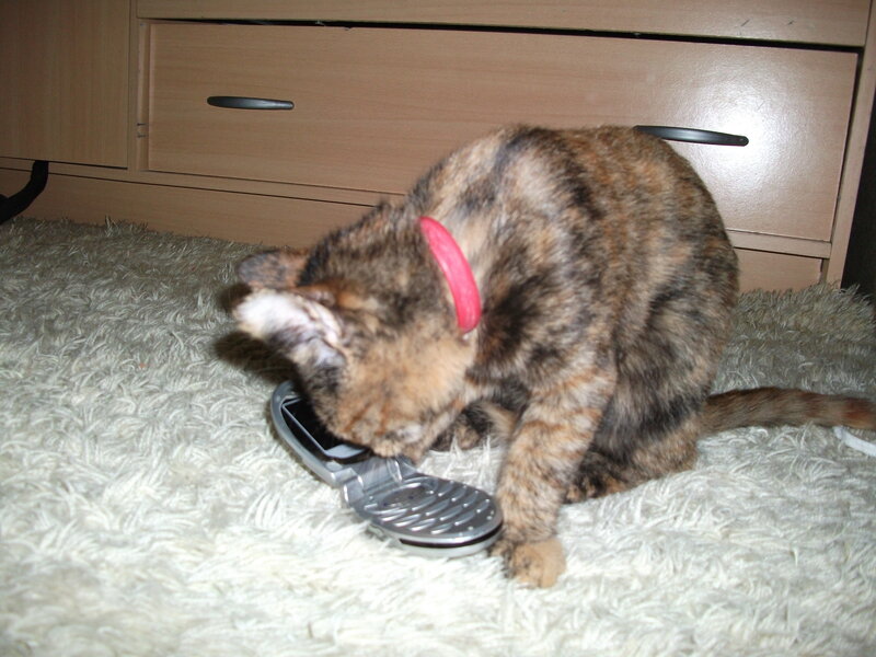 Tortoiseshell Cat with Phone