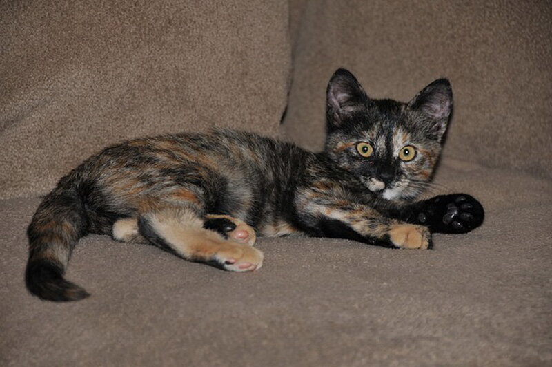 Tortoiseshell Kitten — Brown, Calm