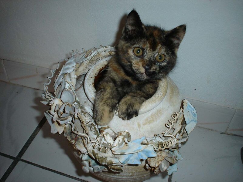 Tortoiseshell Kitten — Brown