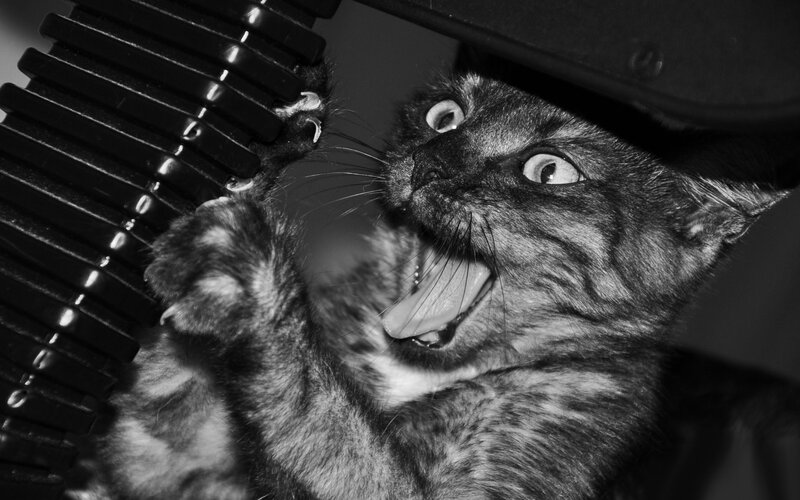 Tortoiseshell Kitten Playing