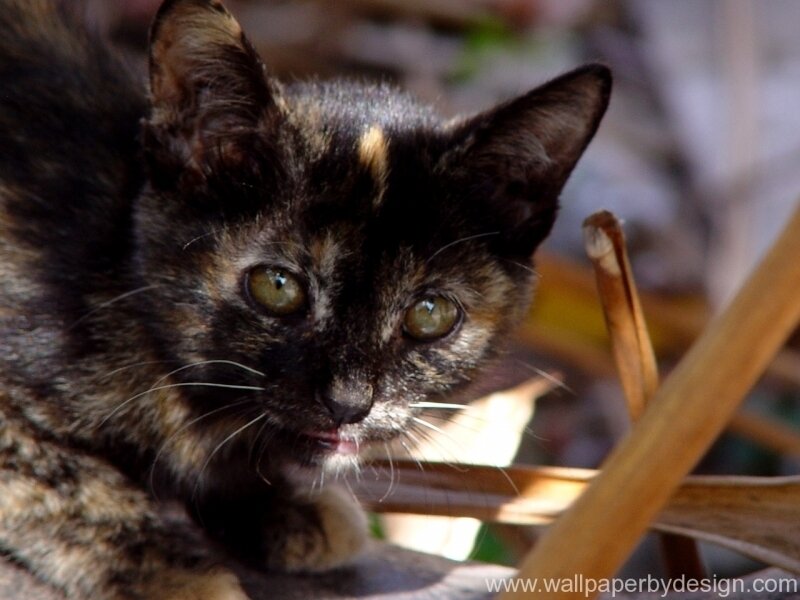 Tortoiseshell Kitten