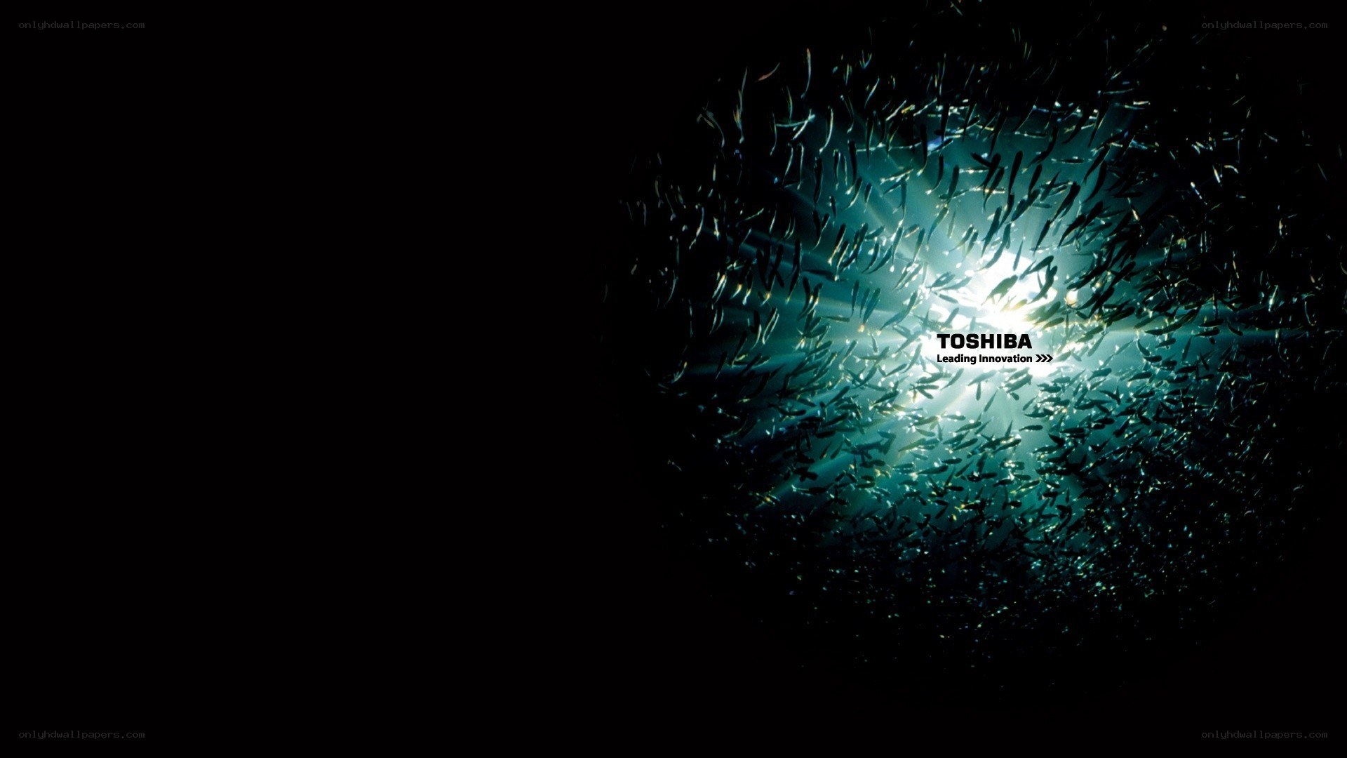 Toshiba brand image with fish