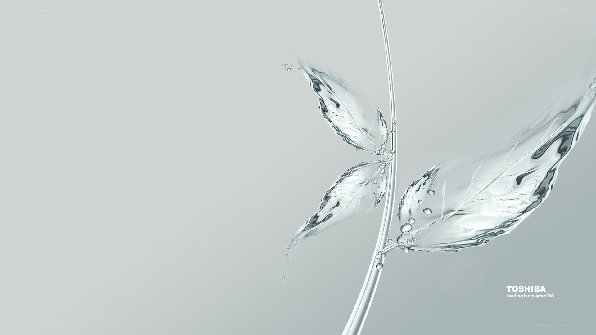 Toshiba water leaf design