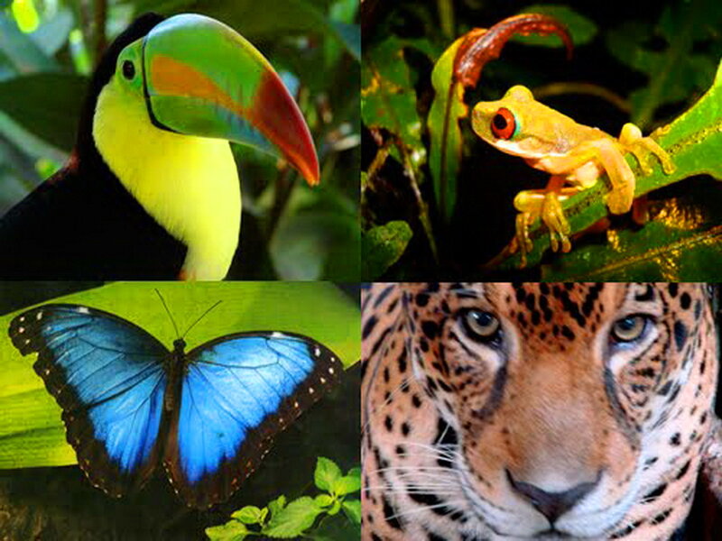 Toucan and Jaguar