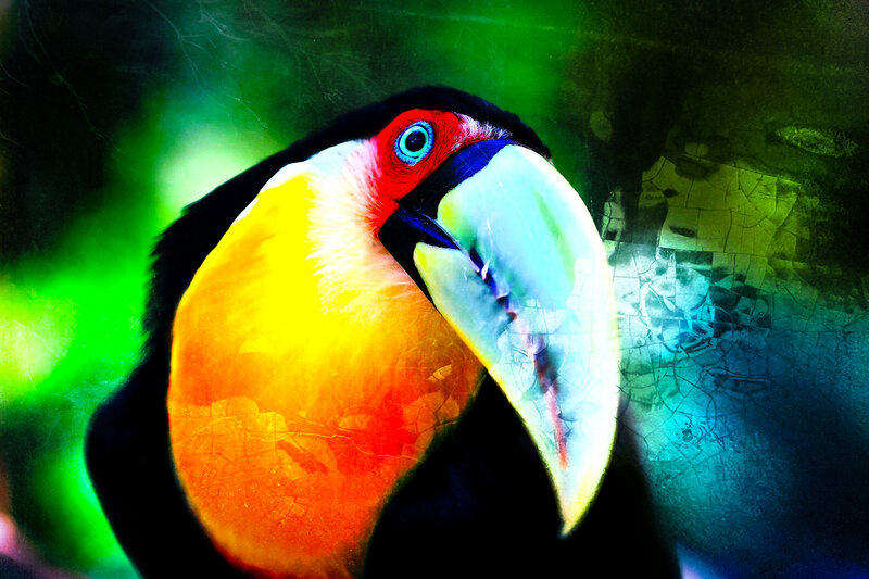 Toucan Bird Head