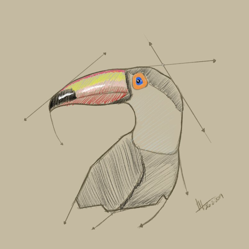 Toucan Bird Sketch