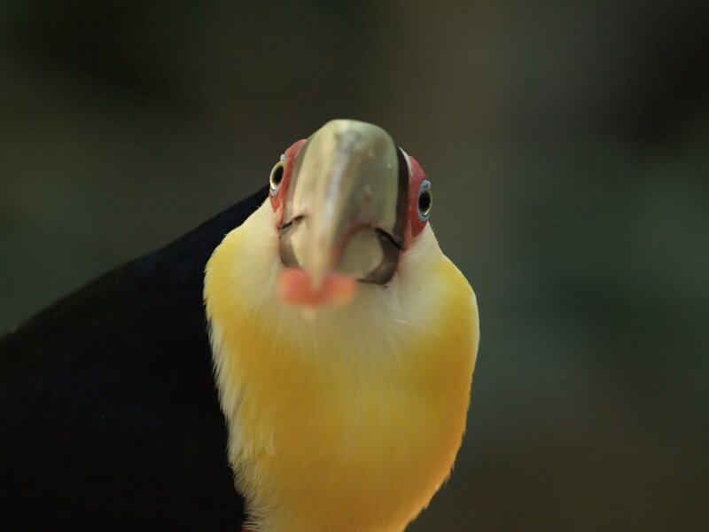 Toucan Bird