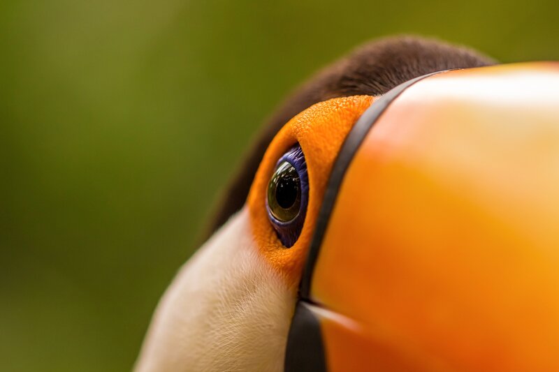 Toucan Eye Close-up — Orange
