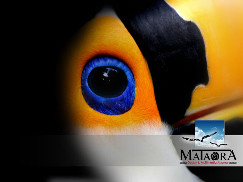 Toucan Eye Close-up