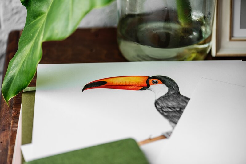 Toucan Illustration
