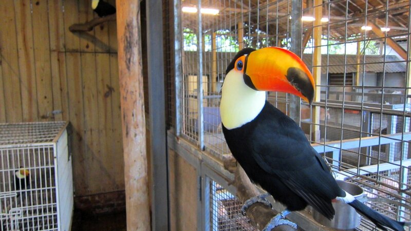 Toucan in a Cage