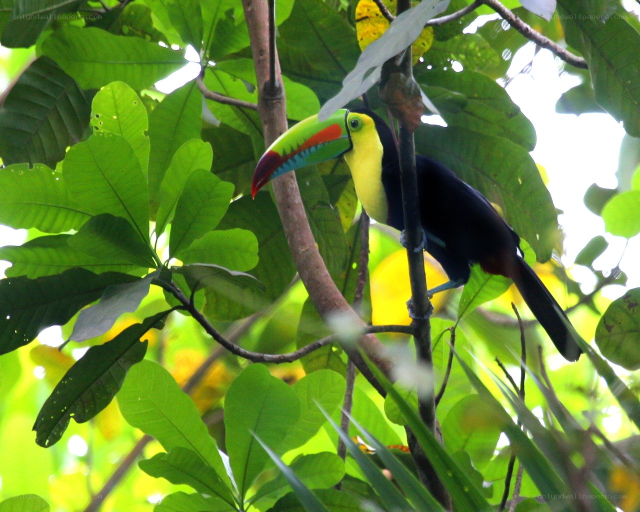 Toucan in a lush forest