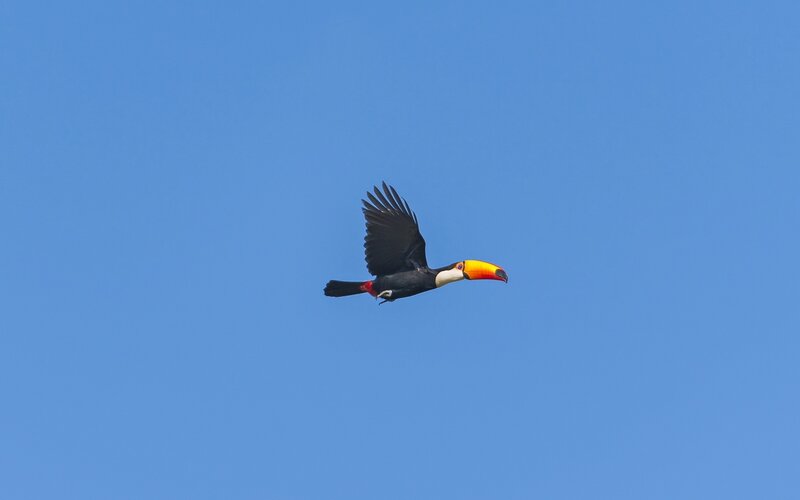 Toucan in flight against blue sky