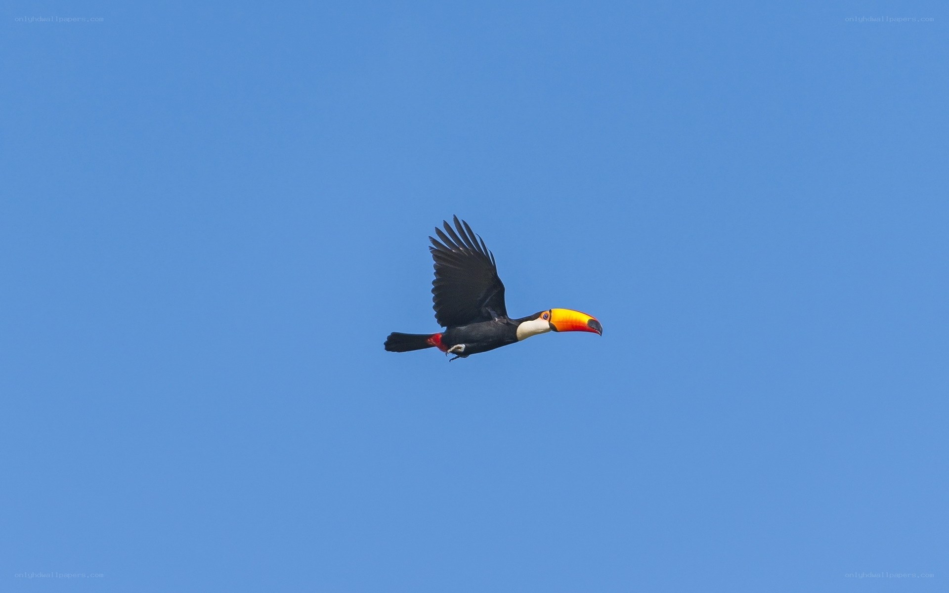 Toucan in flight against blue sky