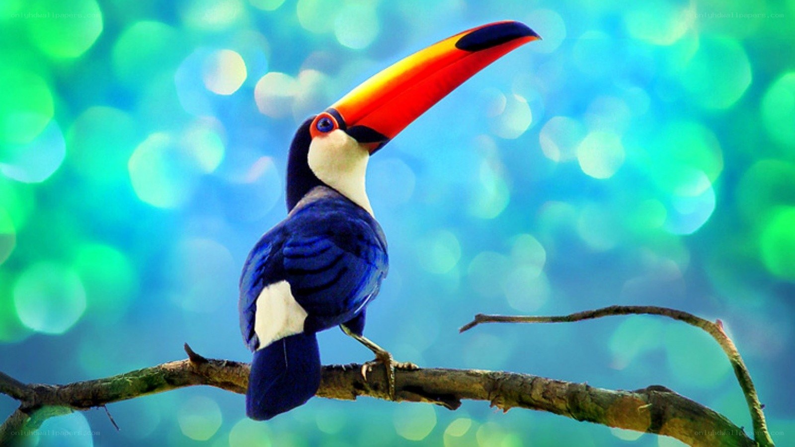 Toucan on a branch