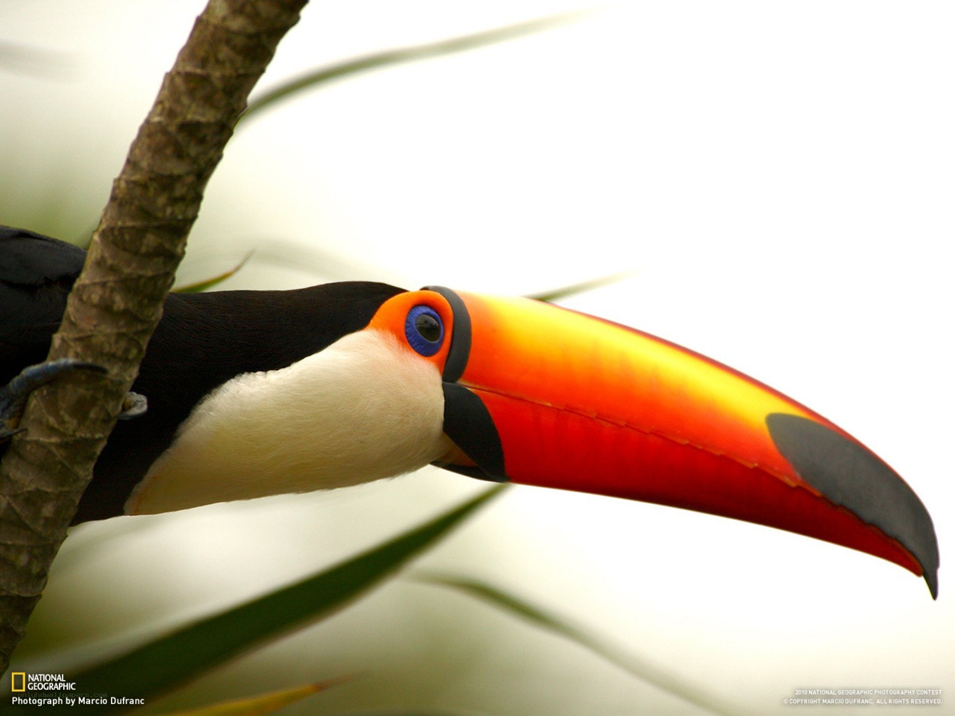 Toucan on a branch