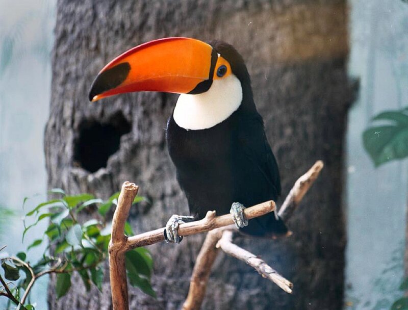 Toucan on a branch