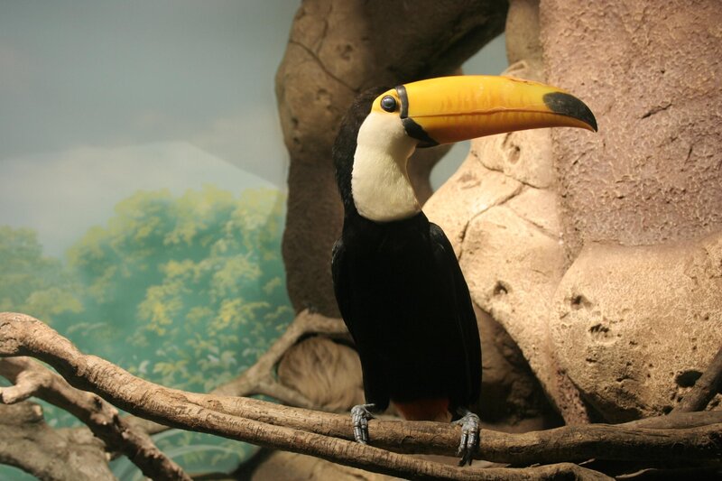 Toucan on a branch