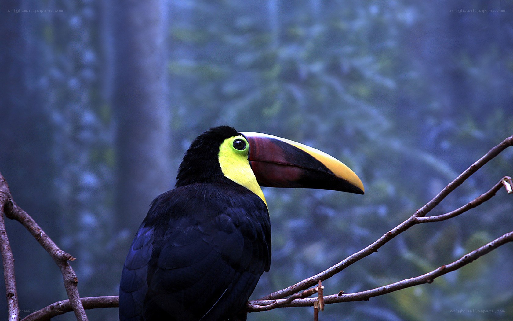 Toucan on a branch