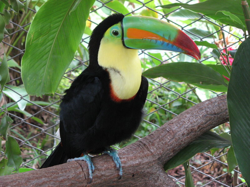 toucan on a branch