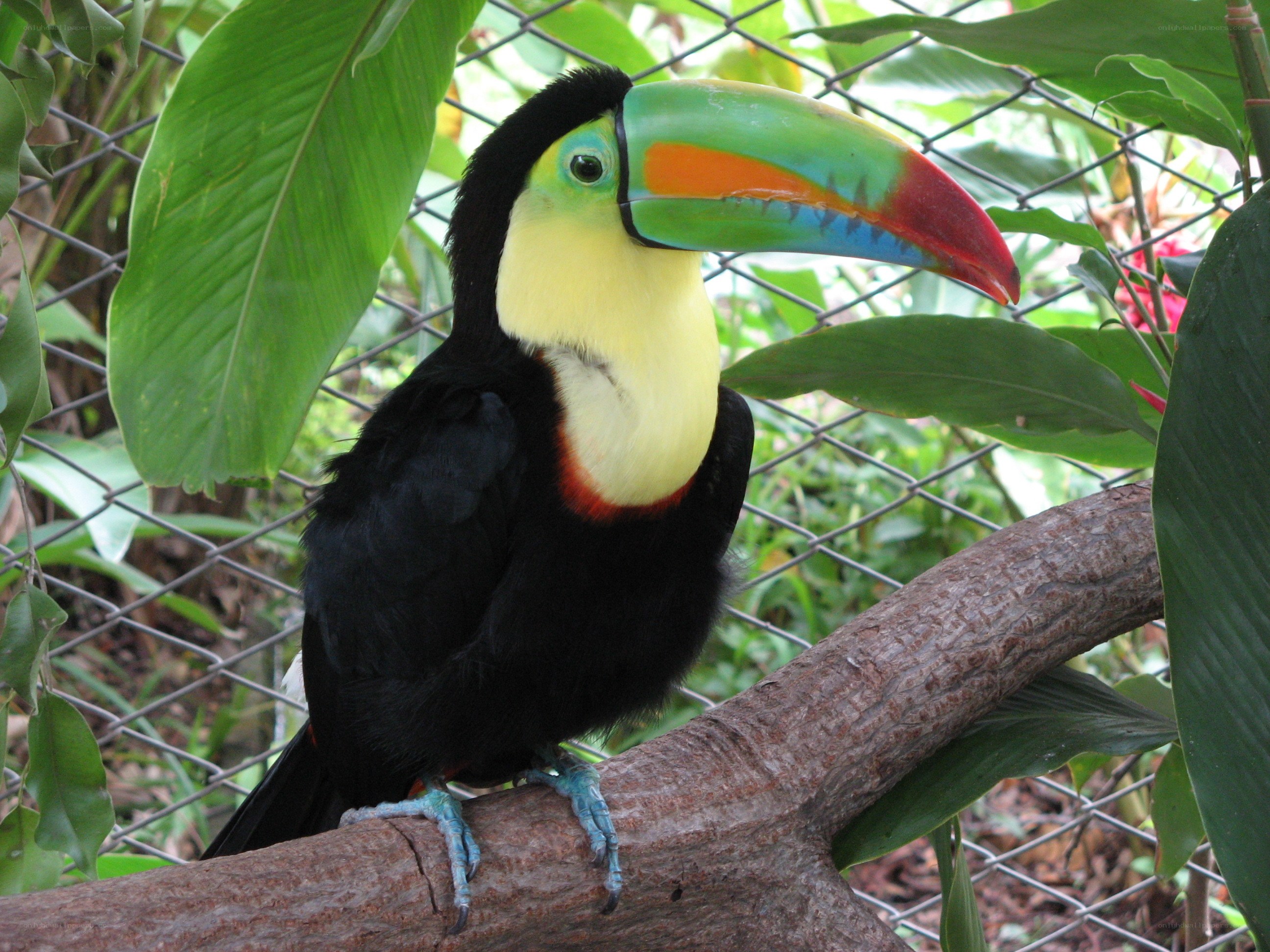 toucan on a branch