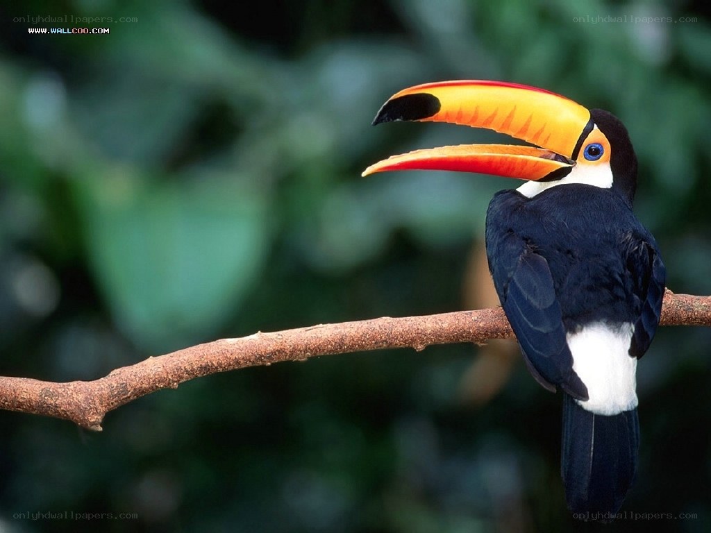 Toucan on a branch
