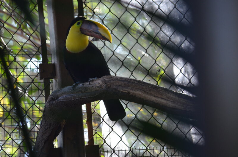 Toucan on a Branch — Black, Calm, Afternoon