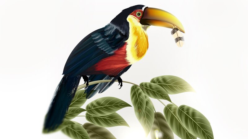 Toucan on a Branch — Black, Calm, Illustration