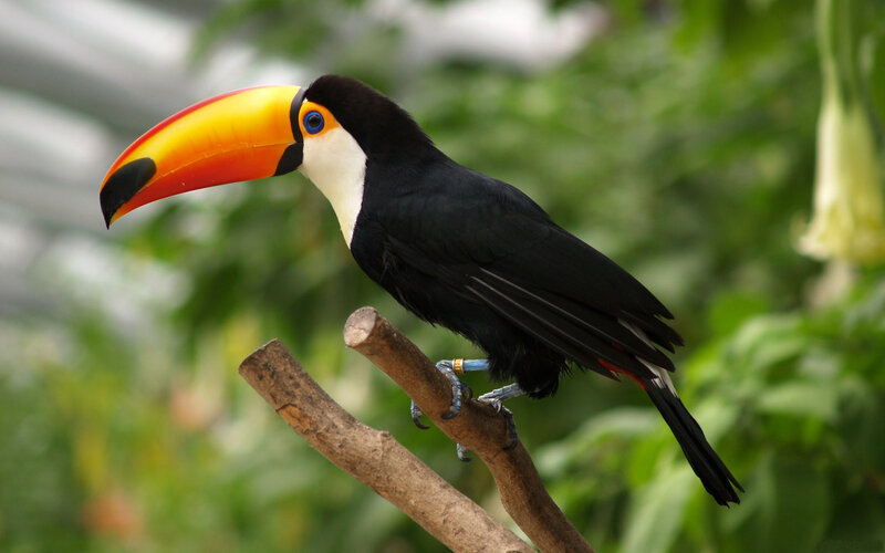 Toucan on a Branch — Black, Calm, Photograph