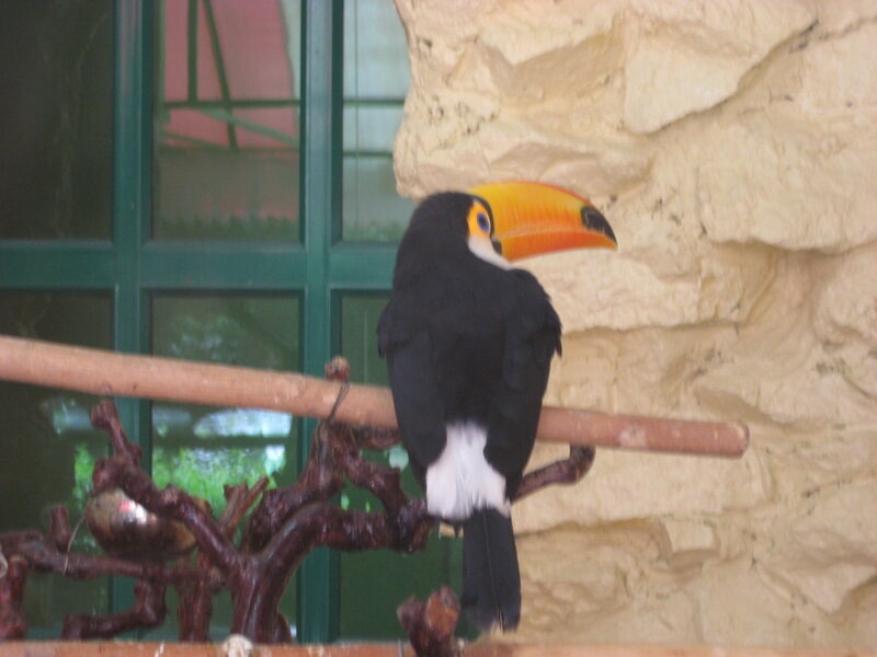 Toucan on a Branch — Black, Calm, Photograph, Window