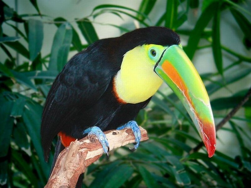 Toucan on a Branch — Black, Calm