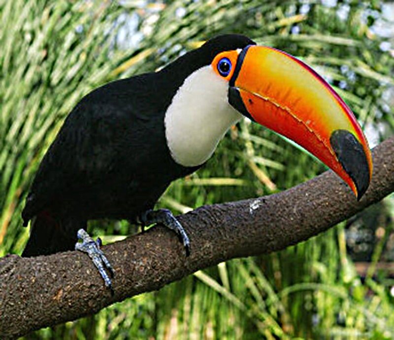 Toucan on a Branch — Black, Natural, Afternoon